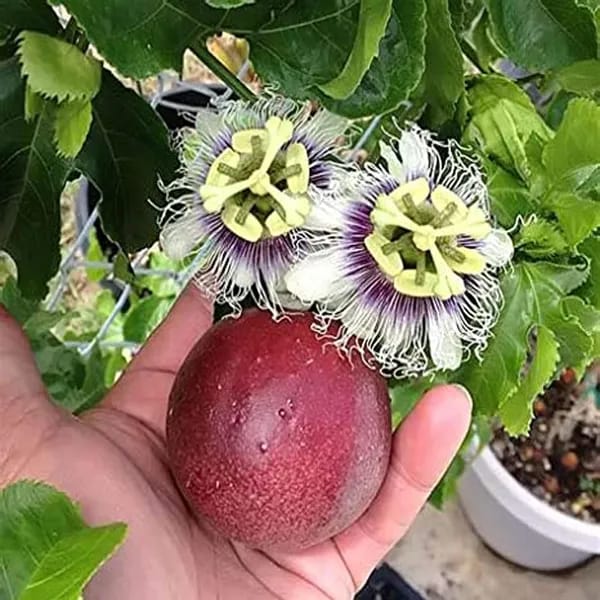 Pink Passion Fruit Plant (Pack Of-1)