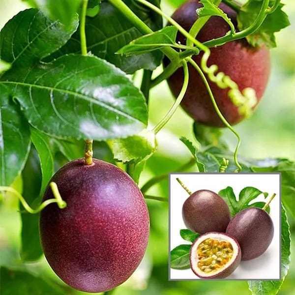 Pink Passion Fruit Plant (Pack Of-1)