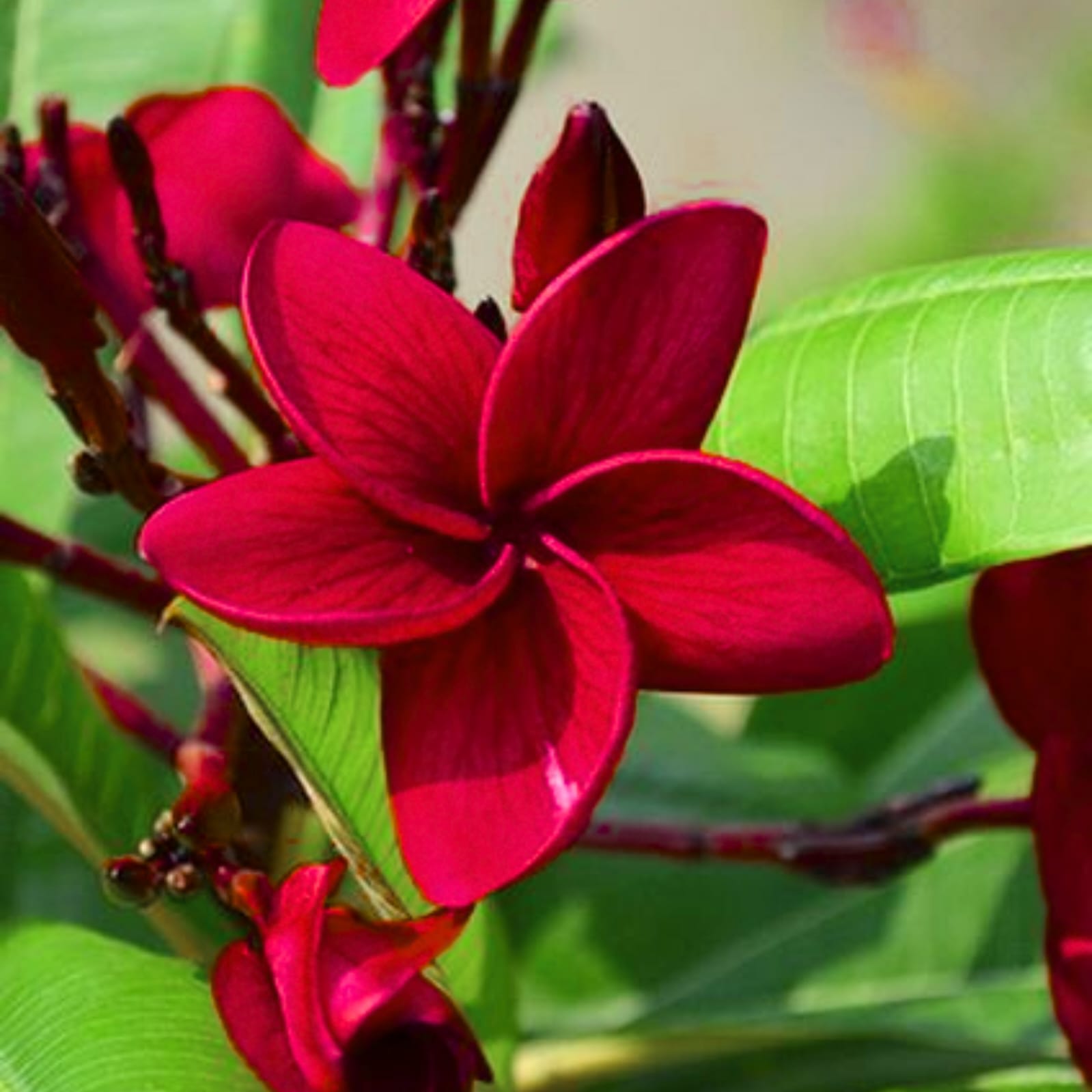 Hybrid Plumeria Dark Red Flower Plant (Pack Of-1)