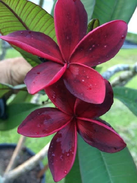 Hybrid Plumeria Dark Red Flower Plant (Pack Of-1)