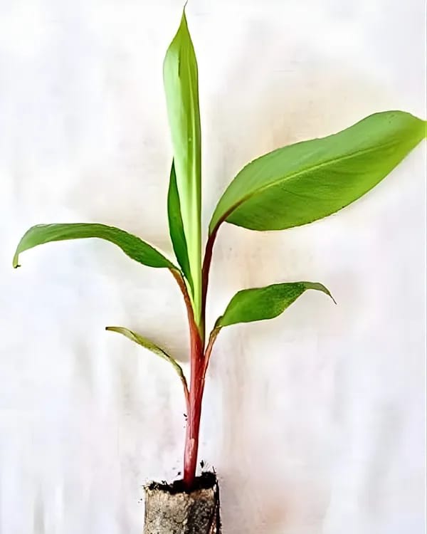 Hybrid Red G9-Banana 🍌🍌🍌 Plant (Pack Of 1)