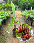 Hybrid Red G9-Banana 🍌🍌🍌 Plant (Pack Of 1)