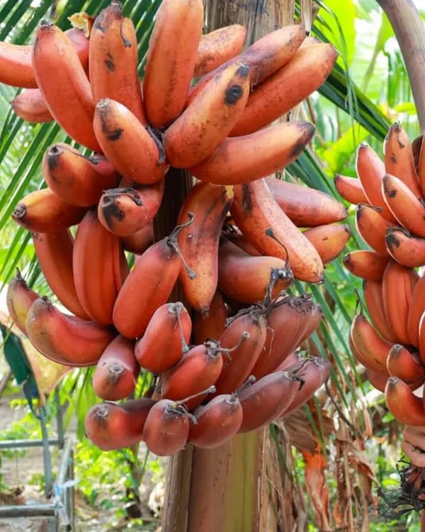 Hybrid Red G9-Banana 🍌🍌🍌 Plant (Pack Of 1)