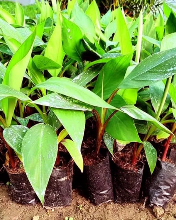 Hybrid Red G9-Banana 🍌🍌🍌 Plant (Pack Of 1)