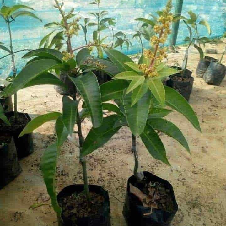 Hybrid All Time Grafting 🥭🥭🥭 Mango Plant (Pack Of 1)