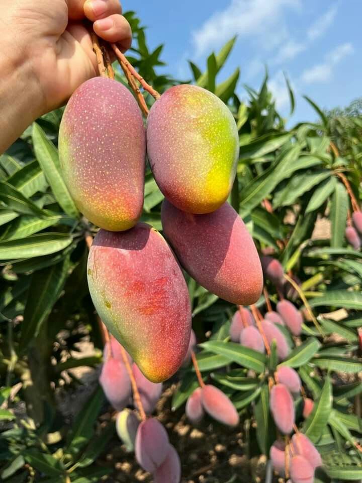 Hybrid All Time Grafting 🥭🥭🥭 Mango Plant (Pack Of 1)