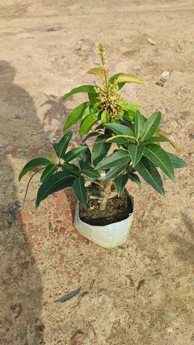 Hybrid All Time Grafting 🥭🥭🥭 Mango Plant (Pack Of 1)