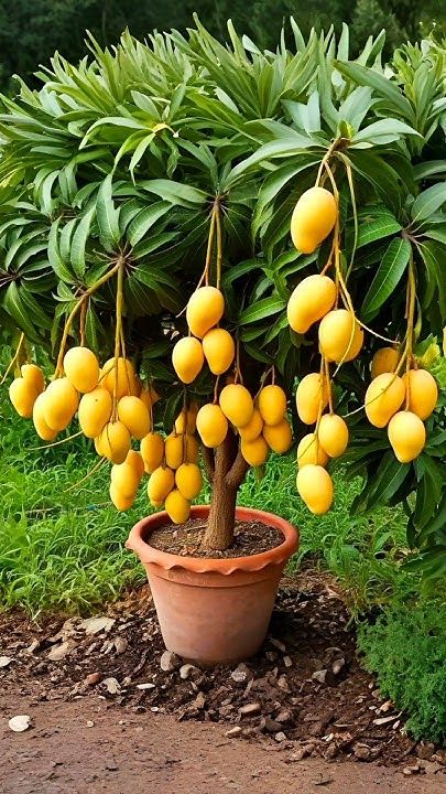 Hybrid All Time Grafting 🥭🥭🥭 Mango Plant (Pack Of 1)
