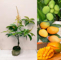 Hybrid All Time Grafting 🥭🥭🥭 Mango Plant (Pack Of 1)