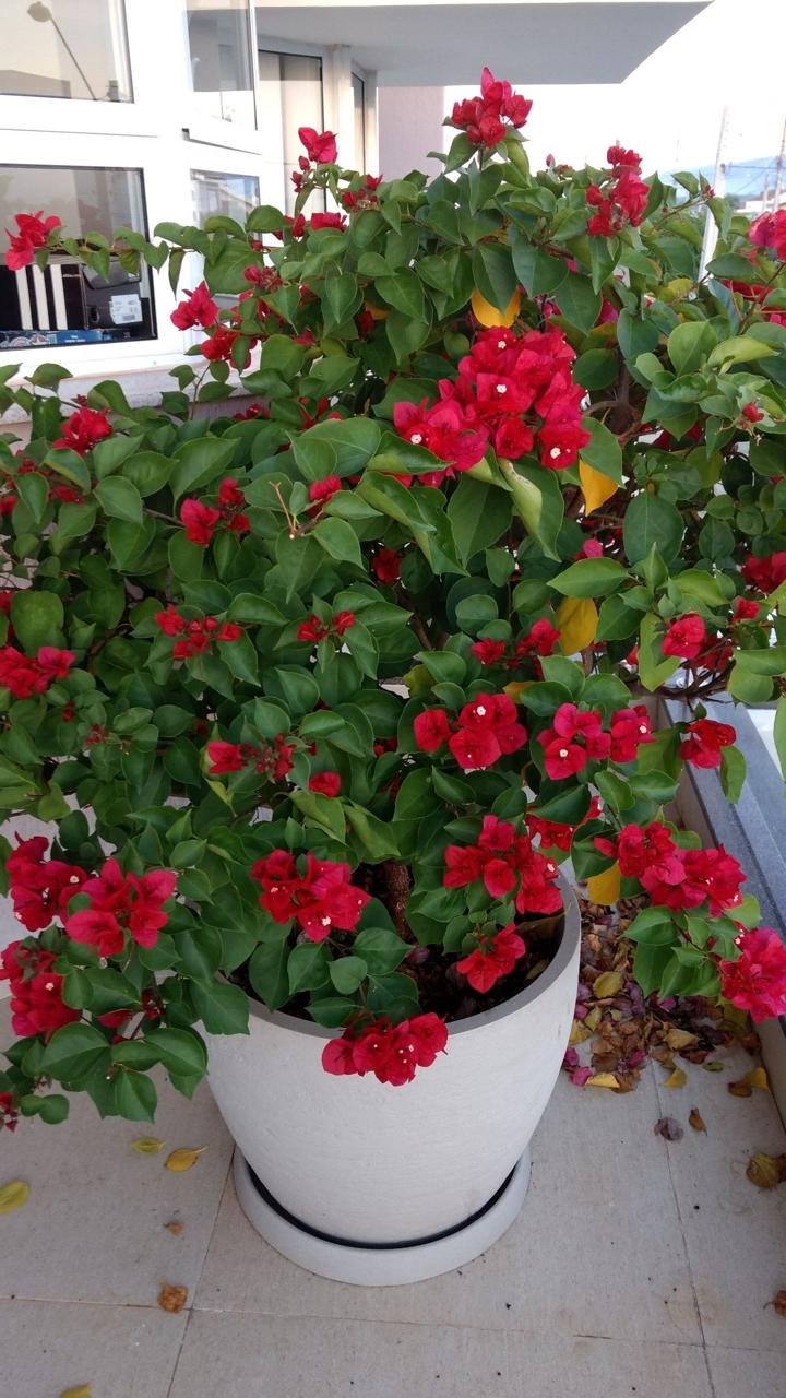 Hybrid Bouganvillya Red Flower Plant(Pack Of-1)