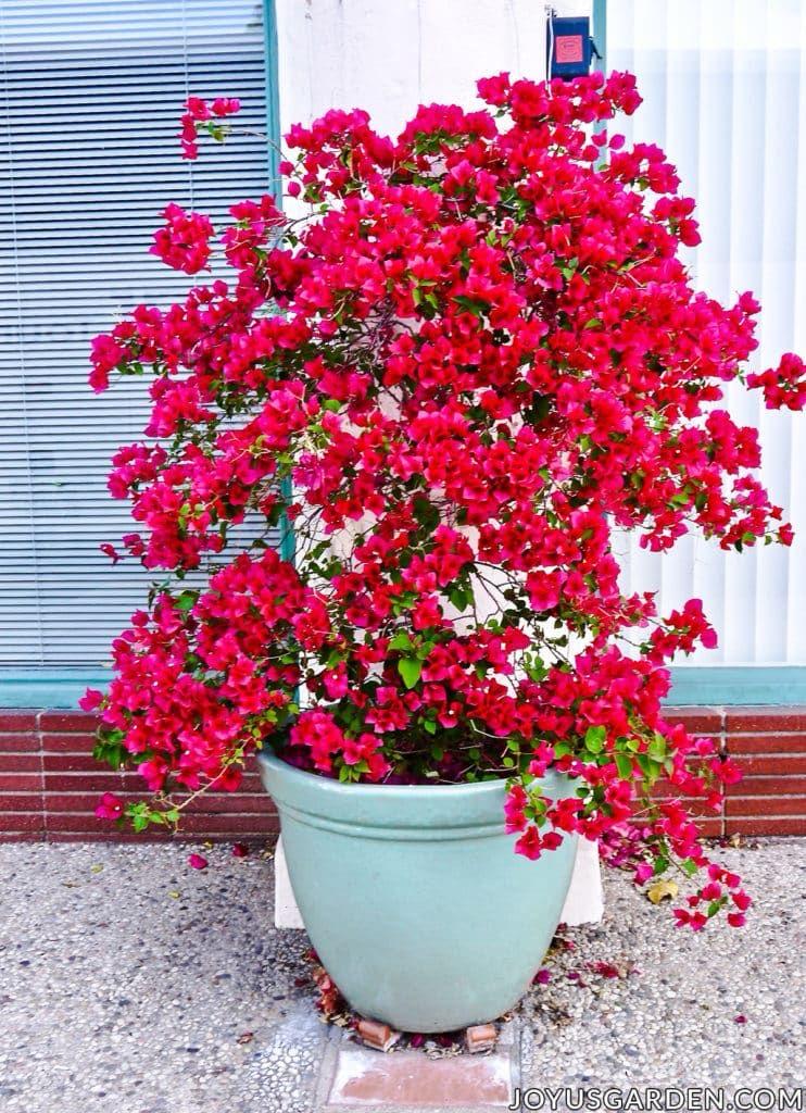 Hybrid Bouganvillya Red Flower Plant(Pack Of-1)