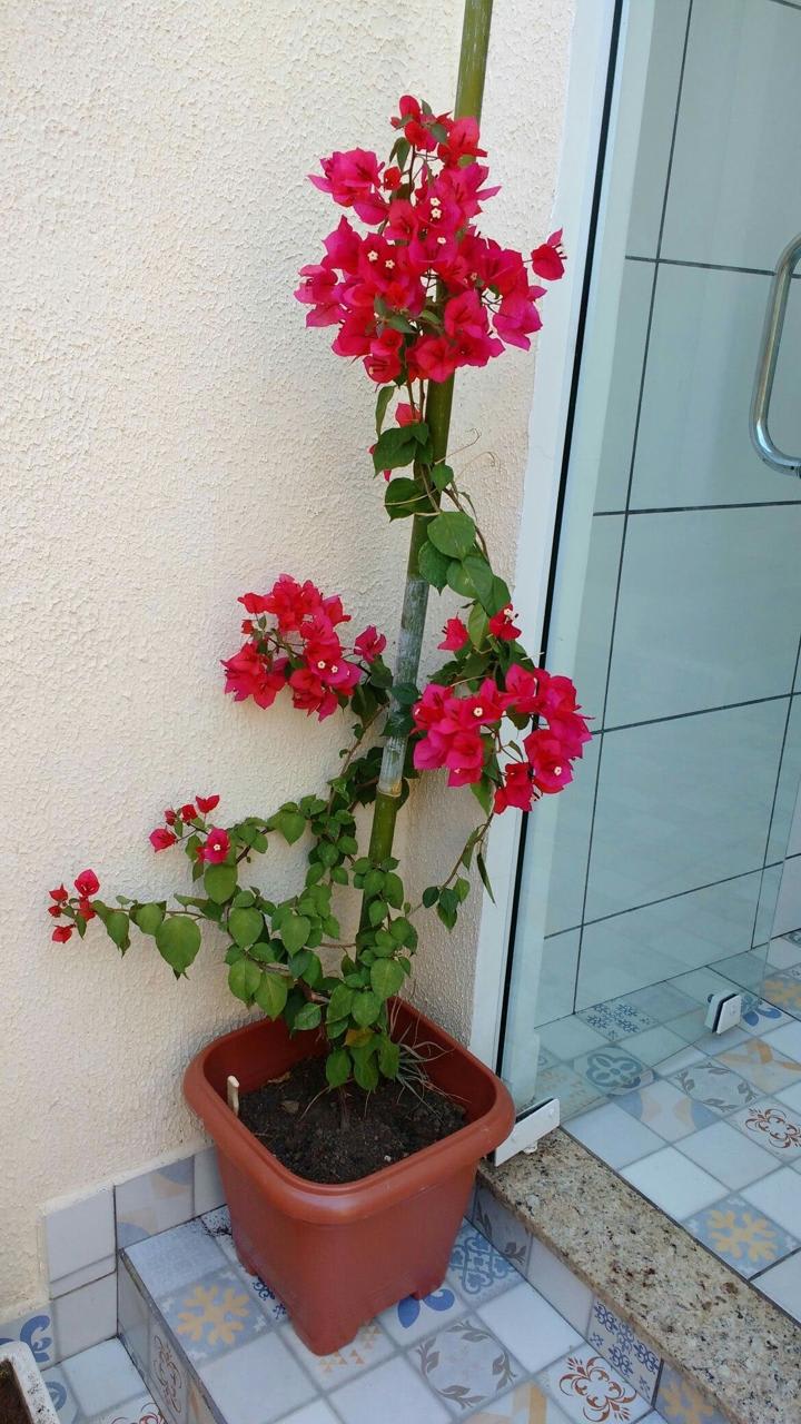 Hybrid Bouganvillya Red Flower Plant(Pack Of-1)