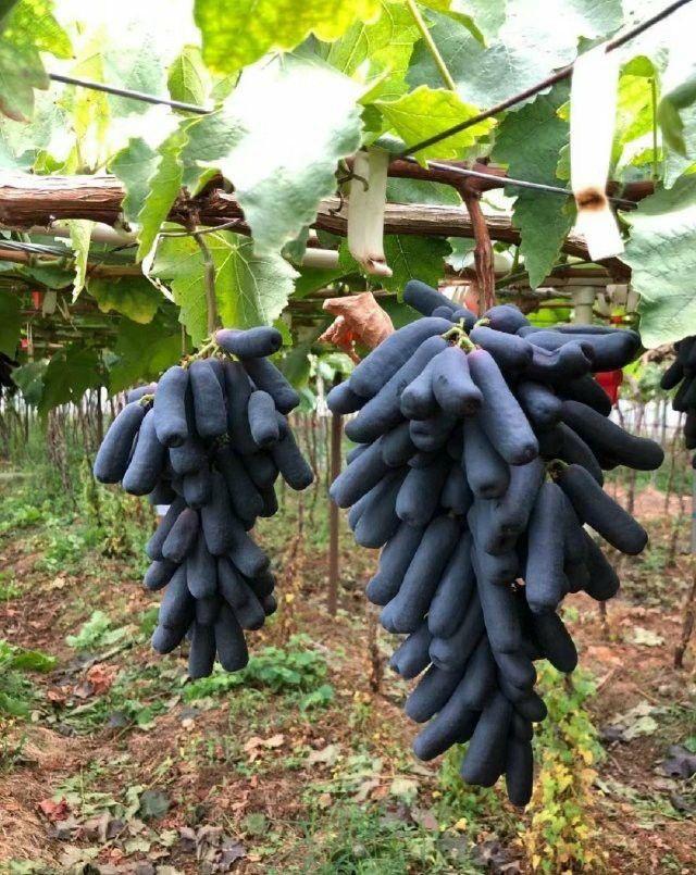 Hybrid Long Black Grapes Fruit Plant (Pack Of 1)