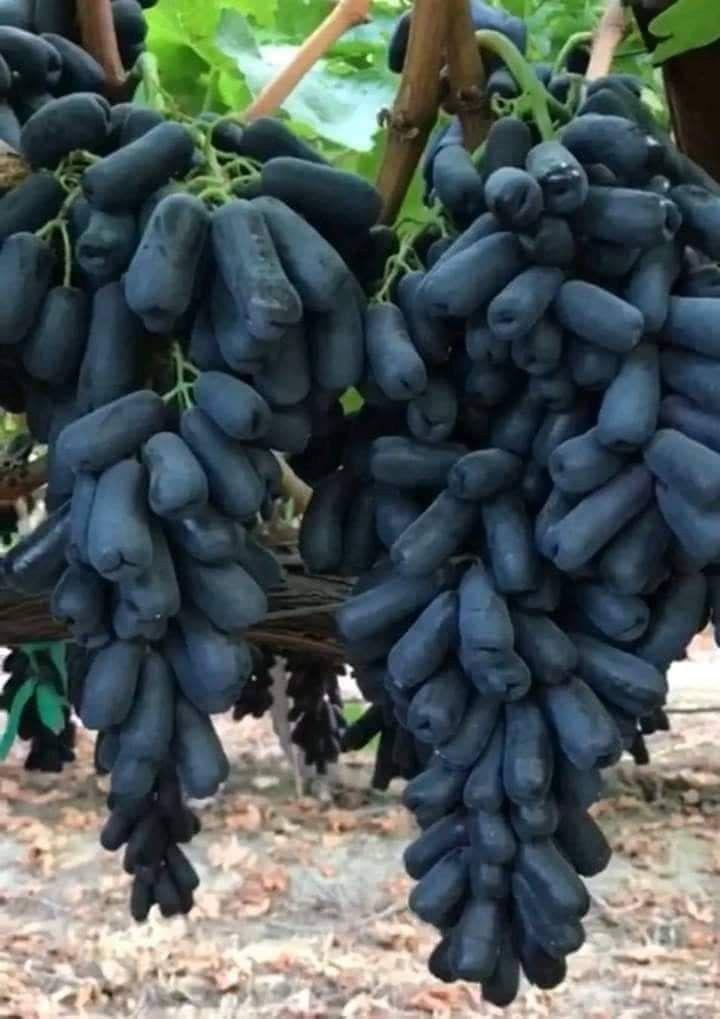 Hybrid Long Black Grapes Fruit Plant (Pack Of 1)