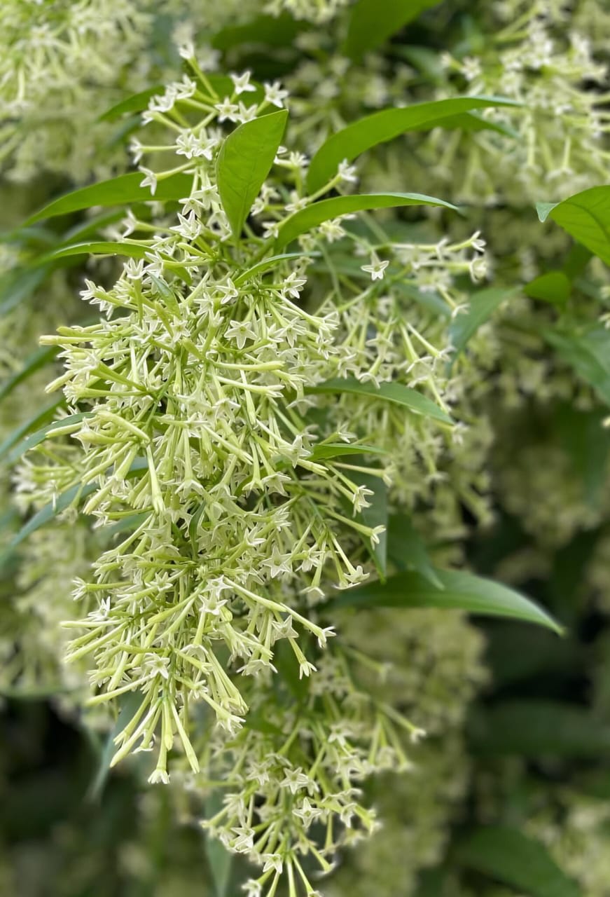 Night Blooming Jasmine Flower Plant (Pack Of-1 )