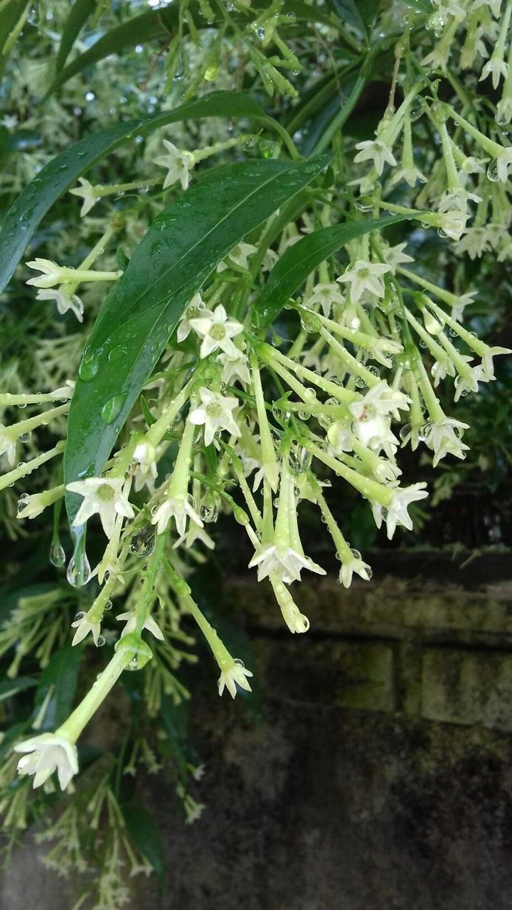 Night Blooming Jasmine Flower Plant (Pack Of-1 )