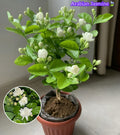 Arabian Jasmine (Bell Ful) Pack Of 1