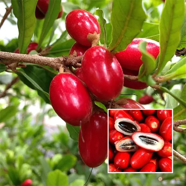 Hybrid Miracle Fruit Plant (Pack Of-1)