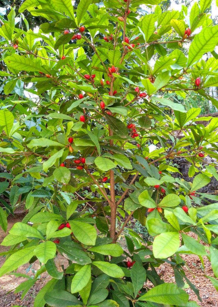 Hybrid Miracle Fruit Plant (Pack Of-1)