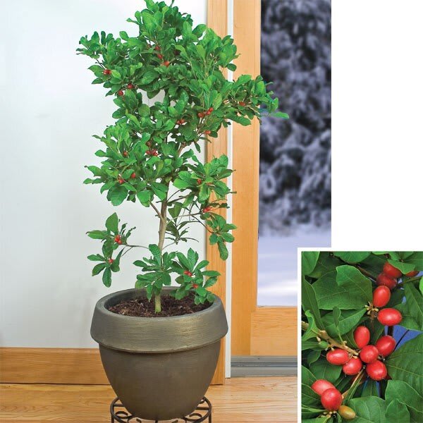 Hybrid Miracle Fruit Plant (Pack Of-1)