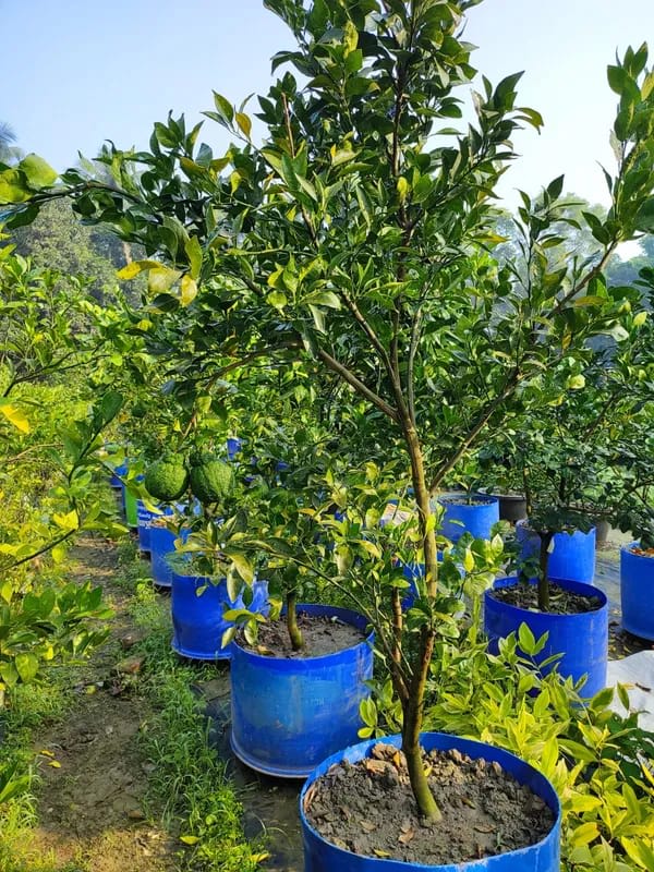 Hybrid Dekopon Orange Grafting Fruit Plant (Pack of-1)