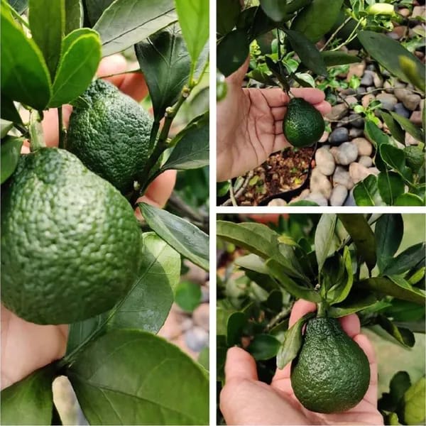 Hybrid Dekopon Orange Grafting Fruit Plant (Pack of-1)
