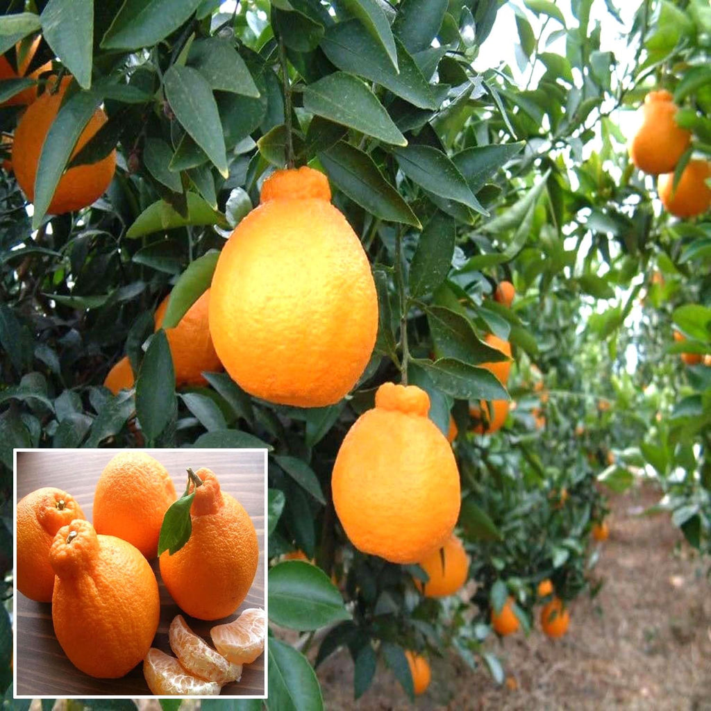 Hybrid Dekopon Orange Grafting Fruit Plant (Pack of-1)