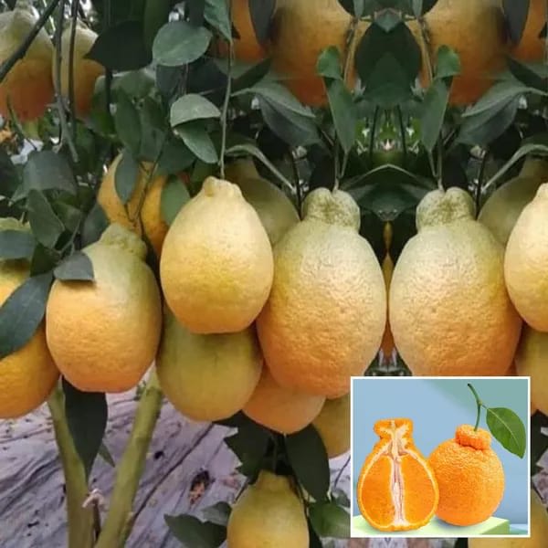 Hybrid Dekopon Orange Grafting Fruit Plant (Pack of-1)