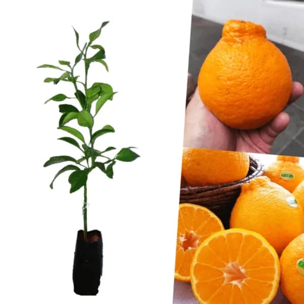 Hybrid Dekopon Orange Grafting Fruit Plant (Pack of-1)