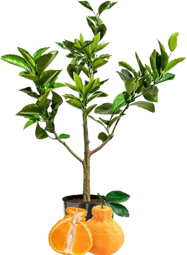 Hybrid Dekopon Orange Grafting Fruit Plant (Pack of-1)