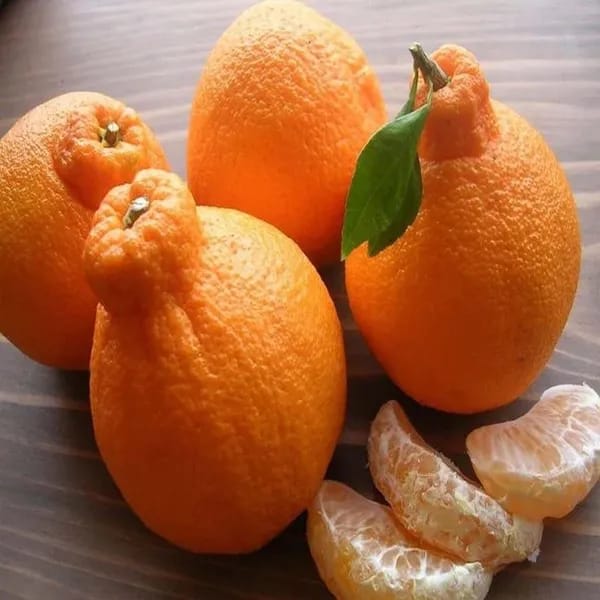Hybrid Dekopon Orange Grafting Fruit Plant (Pack of-1)