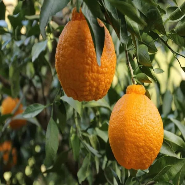 Hybrid Dekopon Orange Grafting Fruit Plant (Pack of-1)