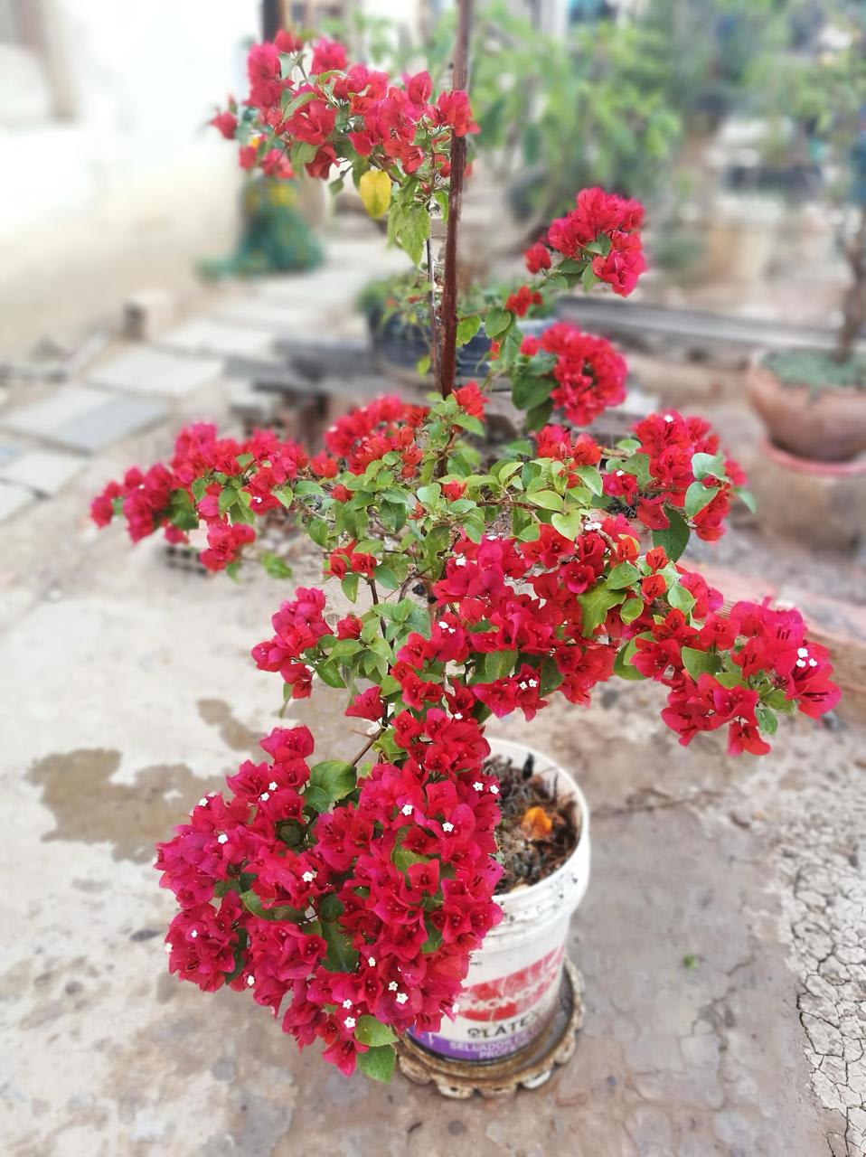 Hybrid Bougainvillea Red Flower Plant (Pack Of-1 )