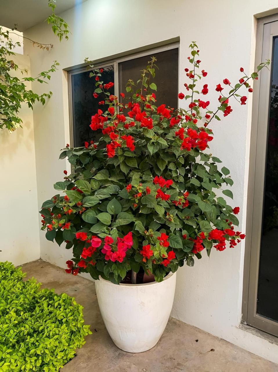 Hybrid Bougainvillea Red Flower Plant (Pack Of-1 )