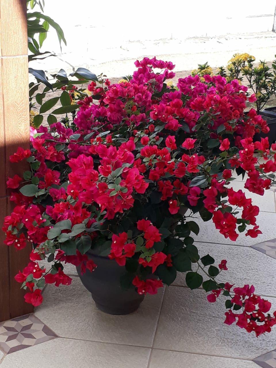 Hybrid Bougainvillea Red Flower Plant (Pack Of-1 )
