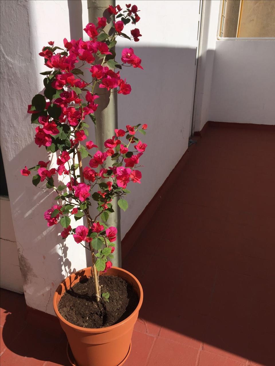 Hybrid Bougainvillea Red Flower Plant (Pack Of-1 )