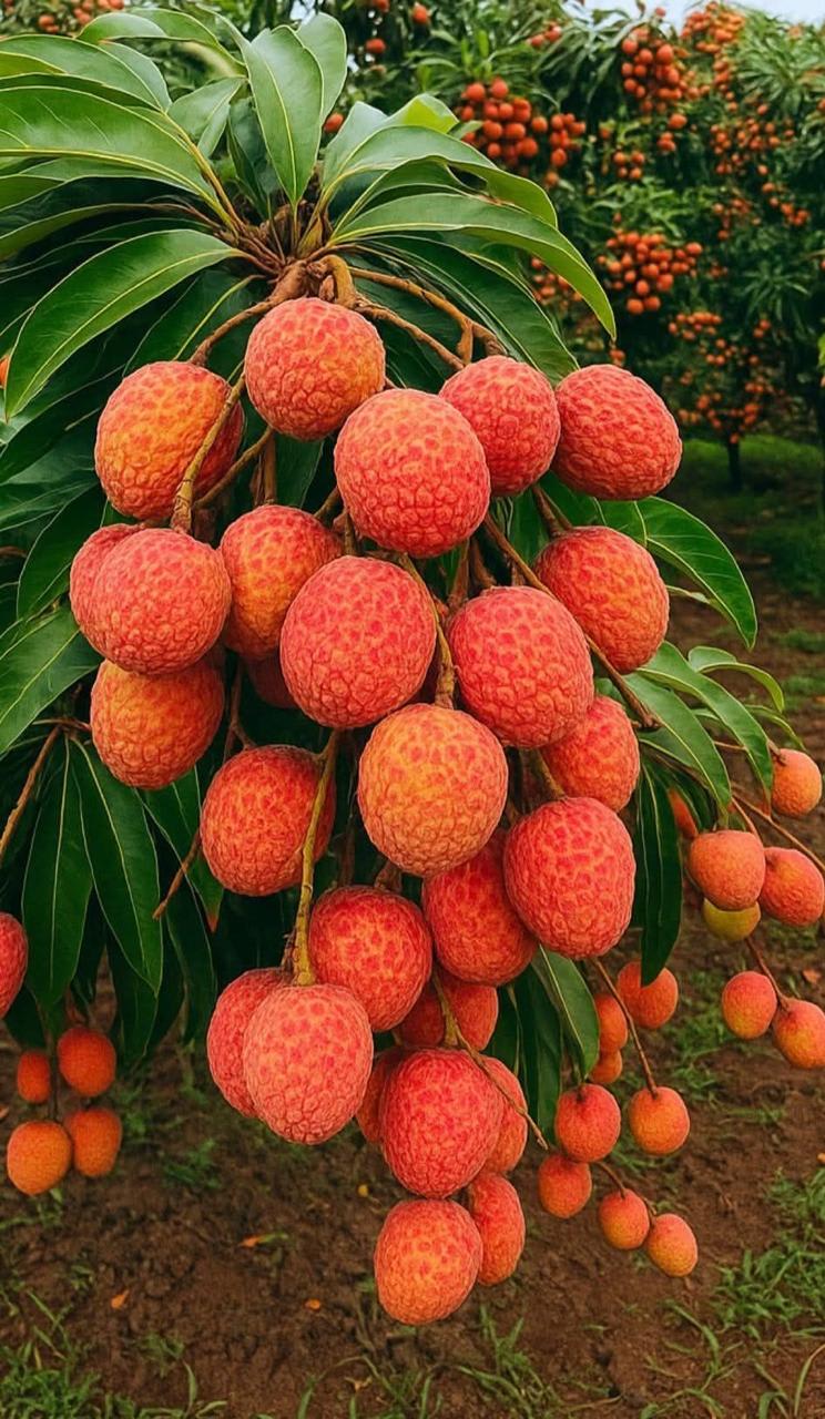 Muzaffarpur Shahi Litchi Hybrid Fruit Plant (Pack Of 1)