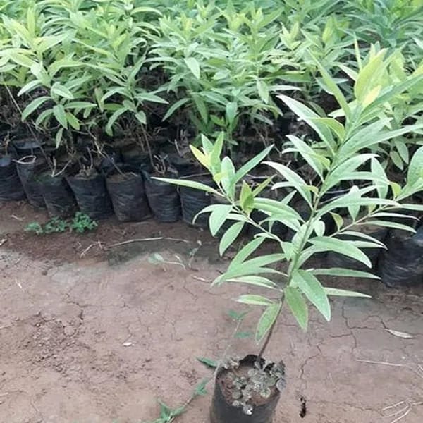 White Sandalwood Plant (Pack Of-1)