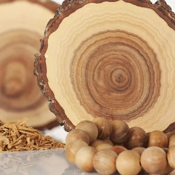 White Sandalwood Plant (Pack Of-1)