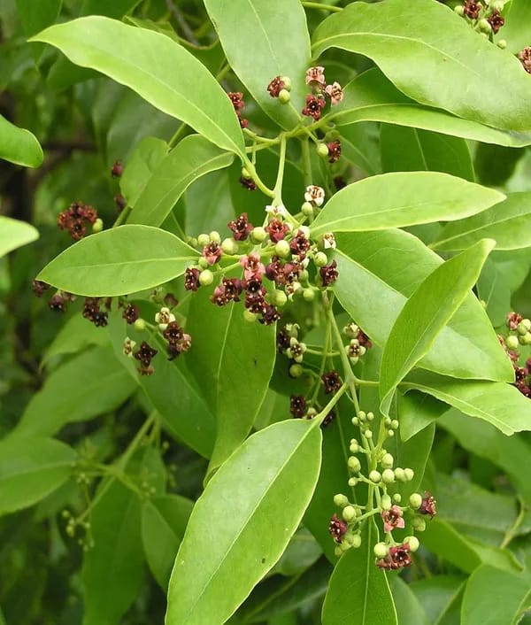 White Sandalwood Plant (Pack Of-1)