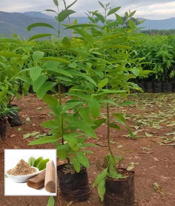 White Sandalwood Plant (Pack Of-1)