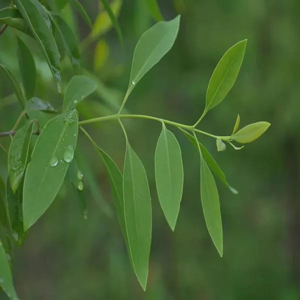 White Sandalwood Plant (Pack Of-1)