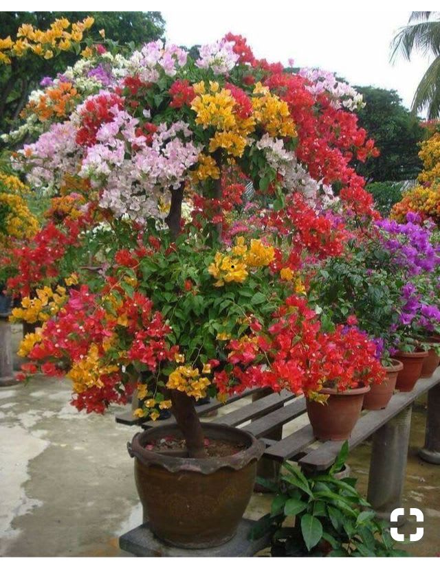 Multi Color Grafting Bougainvillea Plant (5-6 Grafting)