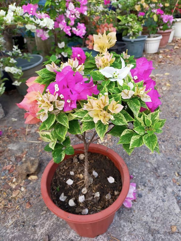 Multi Color Grafting Bougainvillea Plant (5-6 Grafting)