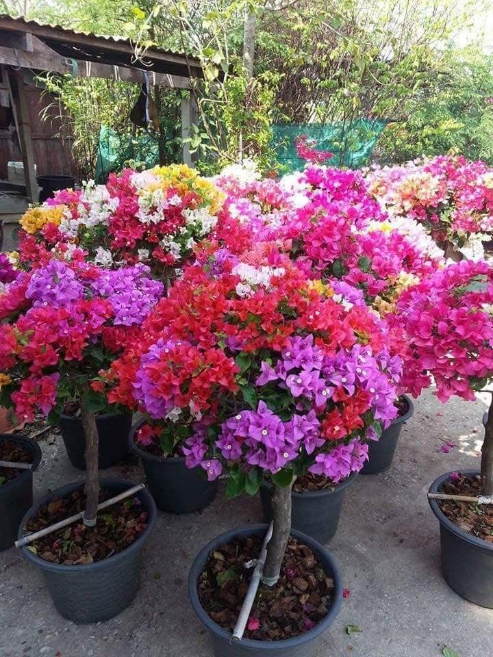 Multi Color Grafting Bougainvillea Plant (5-6 Grafting)