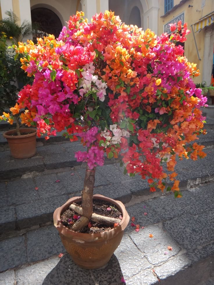 Multi Color Grafting Bougainvillea Plant (5-6 Grafting)