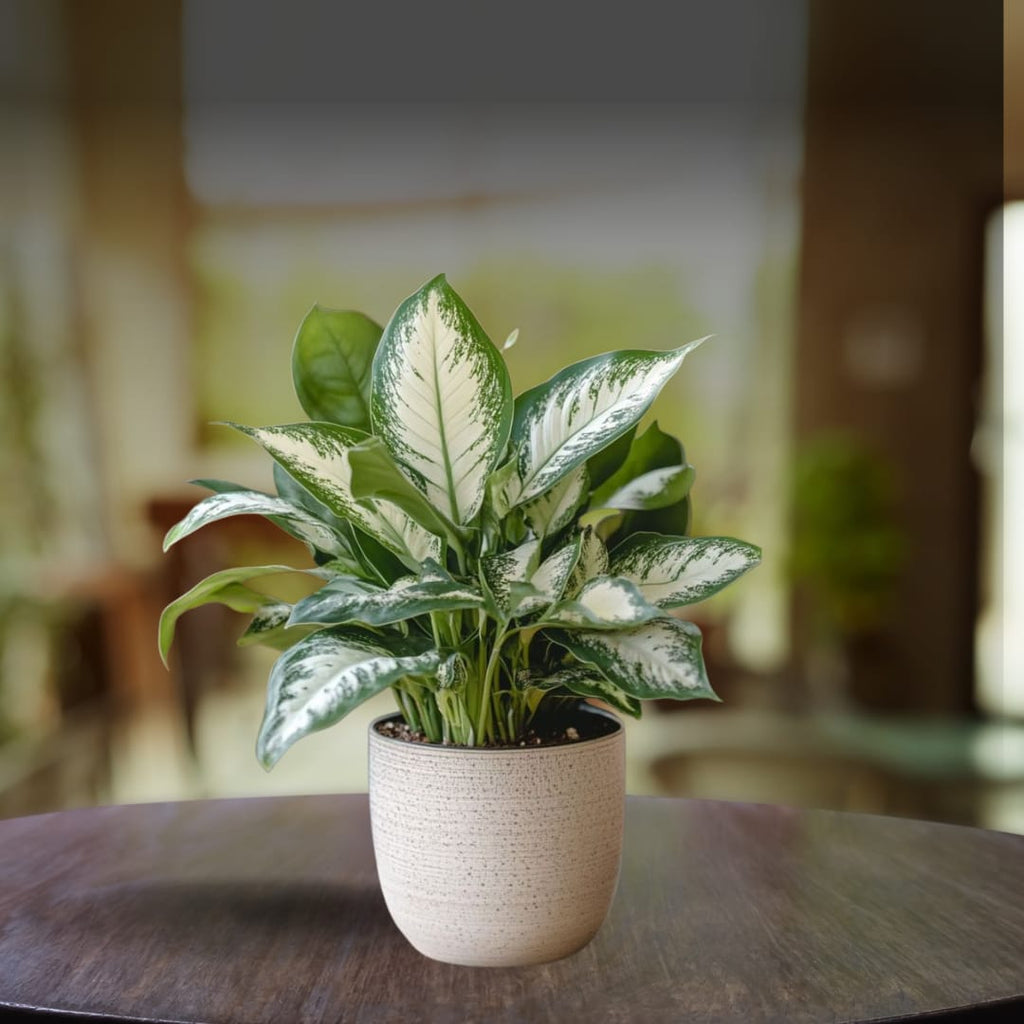 Mystic Difanbichya Plant (Pack Of 1)