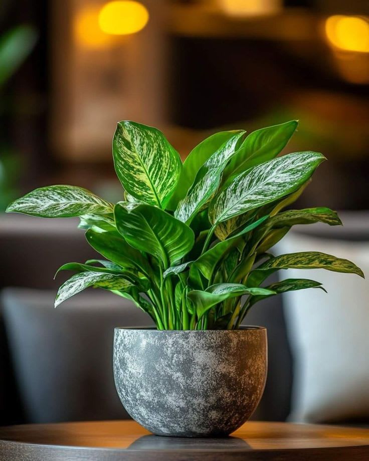 Mystic Difanbichya Plant (Pack Of 1)