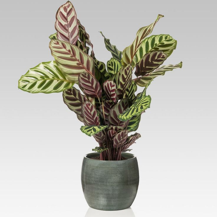 Mystic Peacock Plant (Pack Of 1)