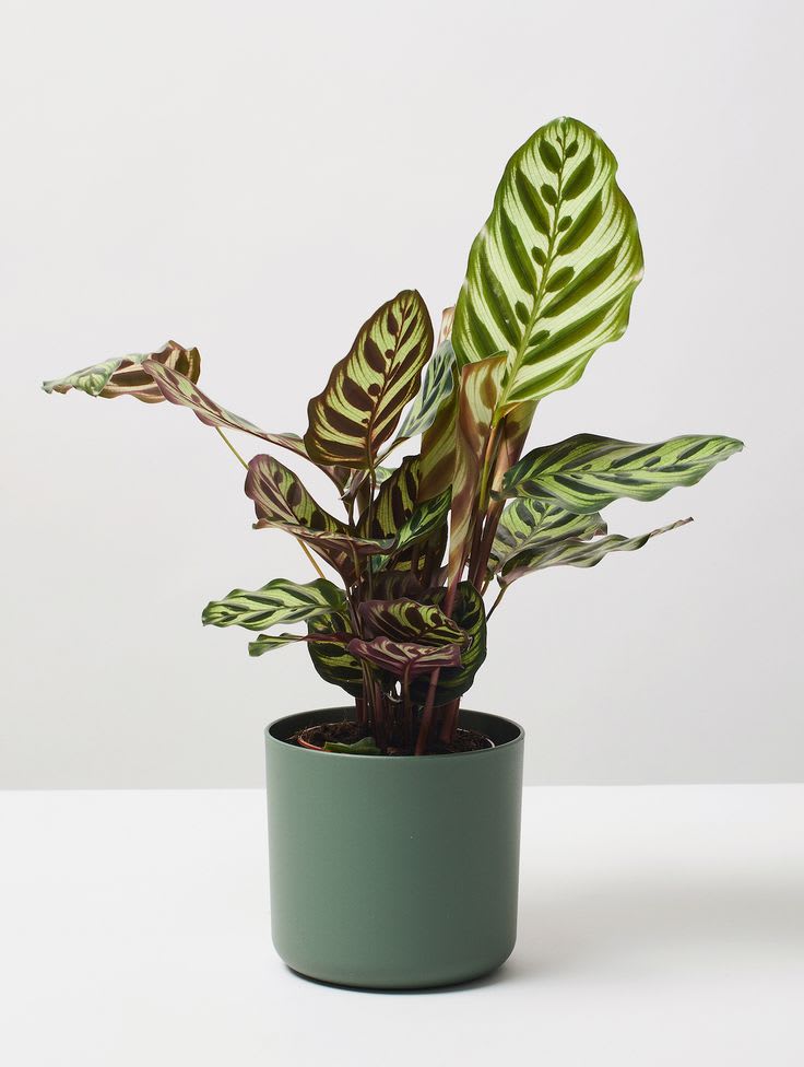 Mystic Peacock Plant (Pack Of 1)